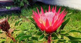Protea flower